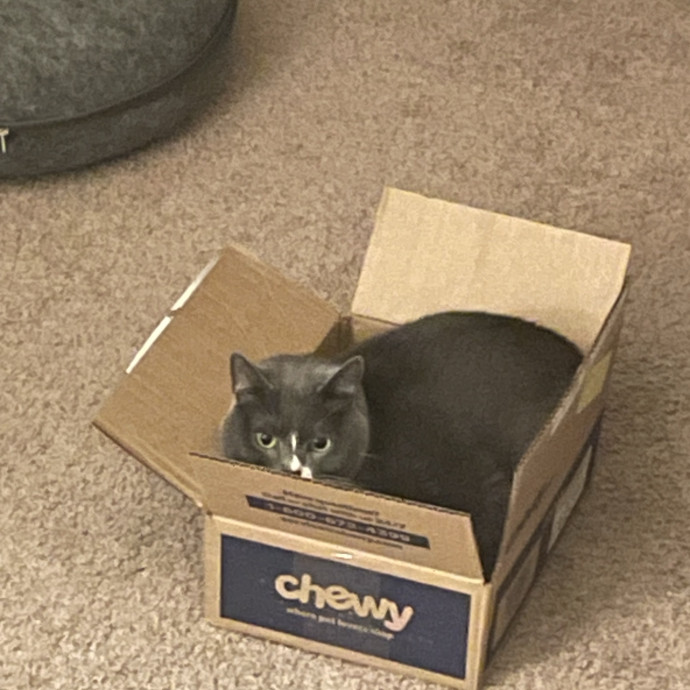 Gabby's Cat Friends