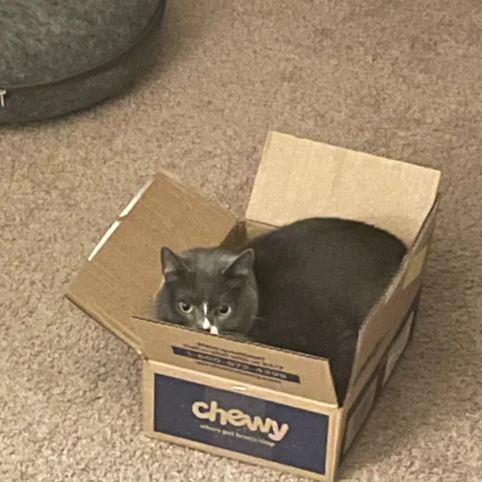 Gabby's Cat Friends photo 4