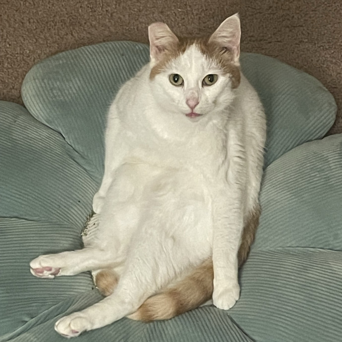 Gabby's Cat Friends