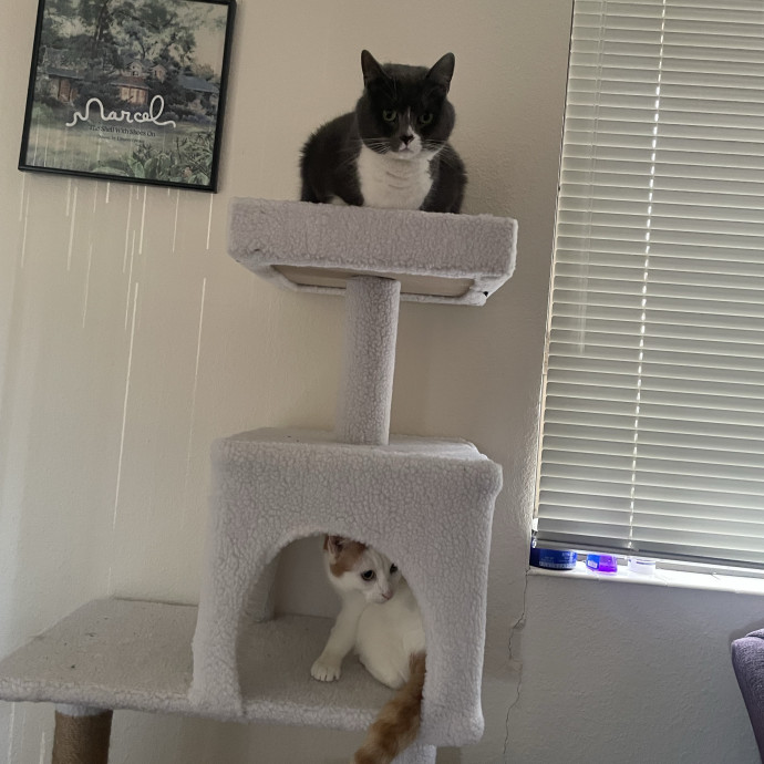 Gabby's Cat Friends photo 2