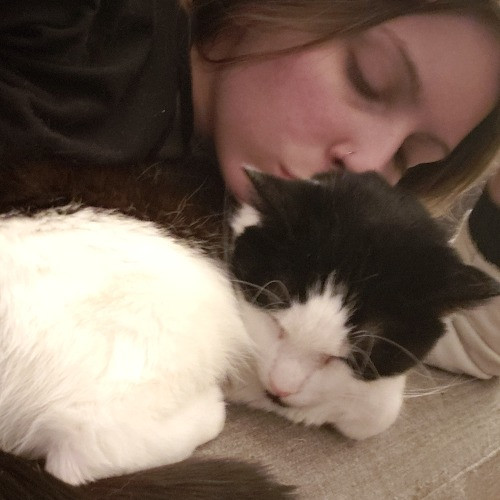 Kim's Kitty Sitting