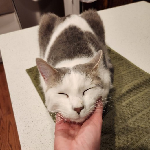 Kim's Kitty Sitting