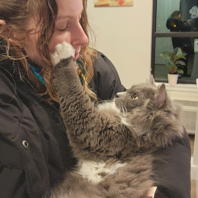 Kim's Kitty Sitting