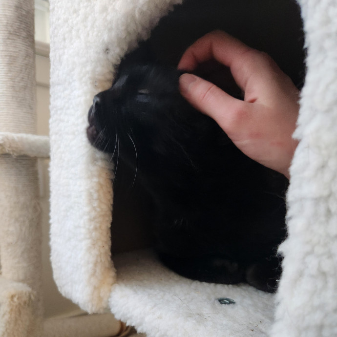 Kim's Kitty Sitting