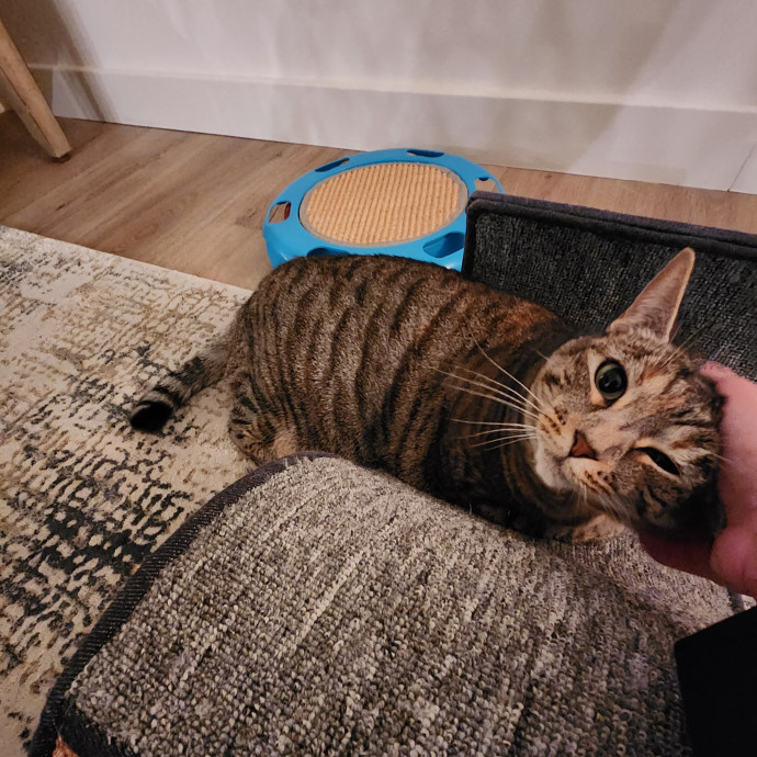 Kim's Kitty Sitting