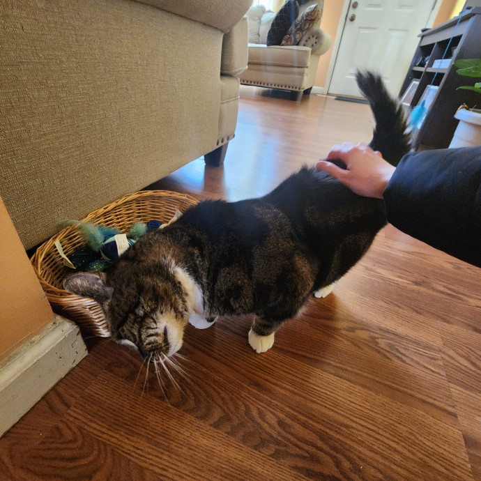 Kim's Kitty Sitting