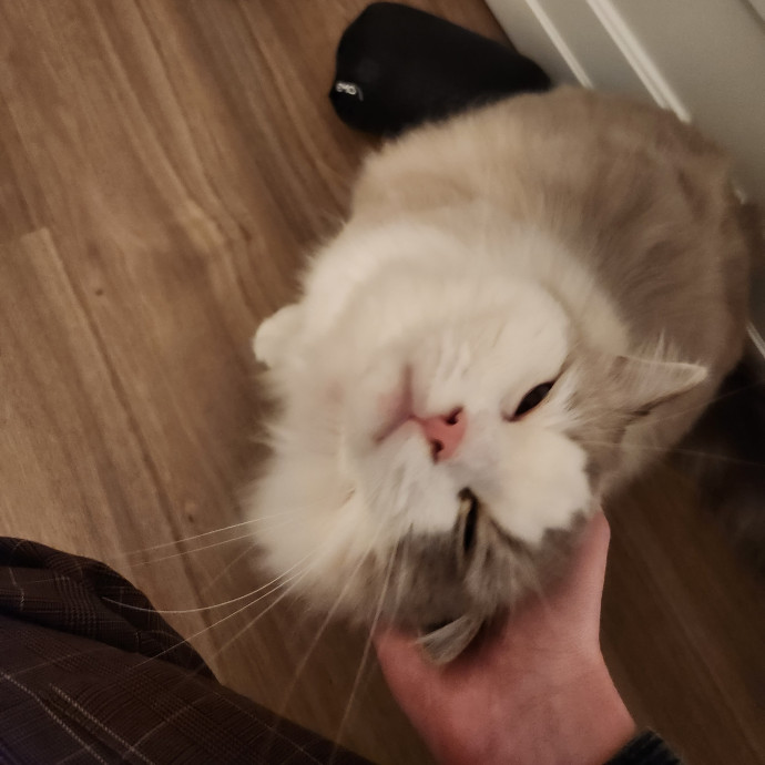 Kim's Kitty Sitting