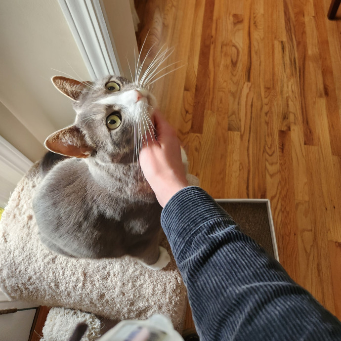 Kim's Kitty Sitting