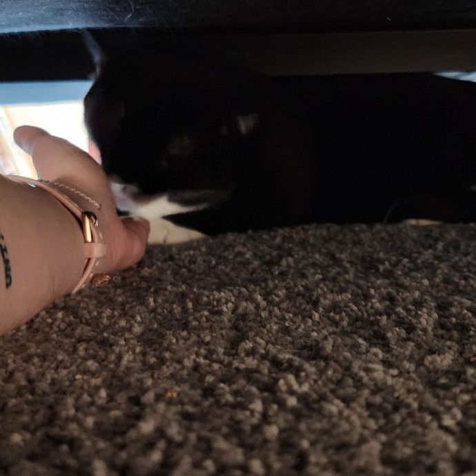 Kim's Kitty Sitting