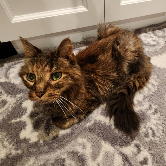 Kim's Kitty Sitting