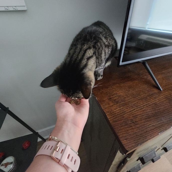 Kim's Kitty Sitting