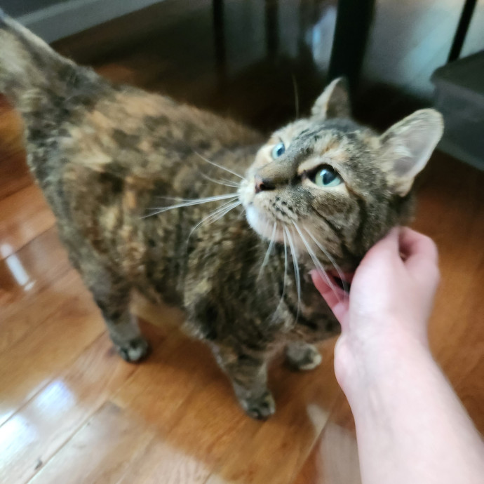 Kim's Kitty Sitting
