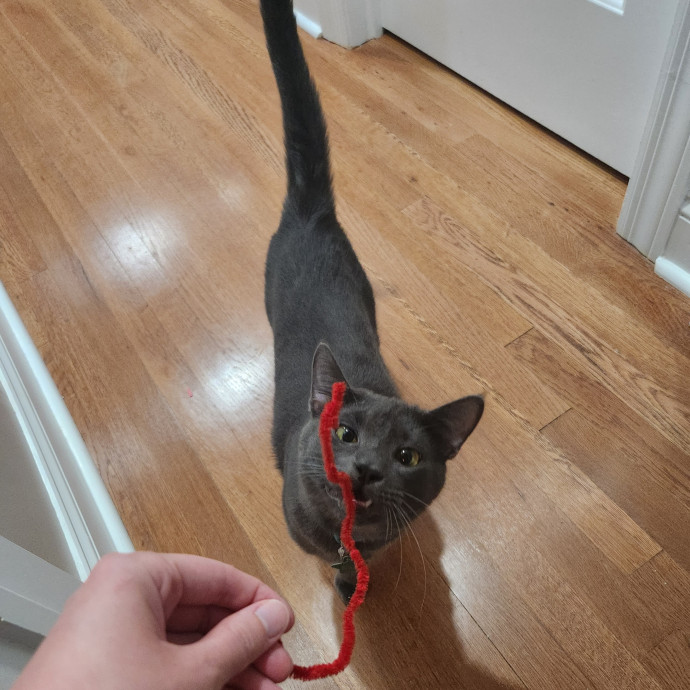 Kim's Kitty Sitting