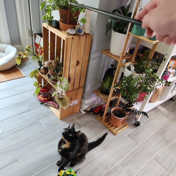 Kim's Kitty Sitting