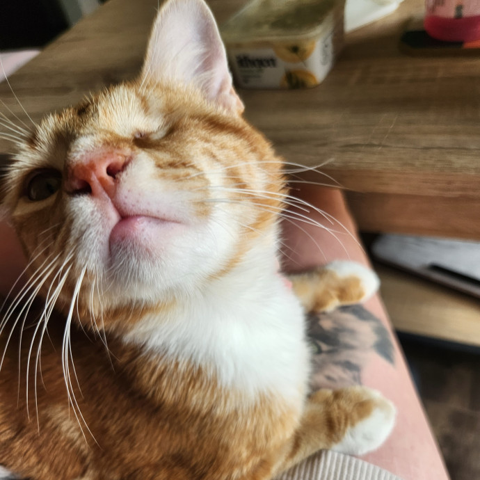 Kim's Kitty Sitting