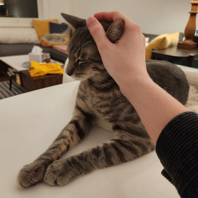 Kim's Kitty Sitting