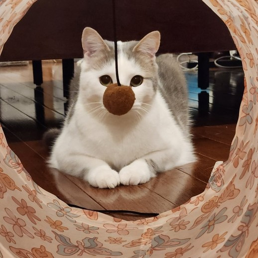Kim's Kitty Sitting