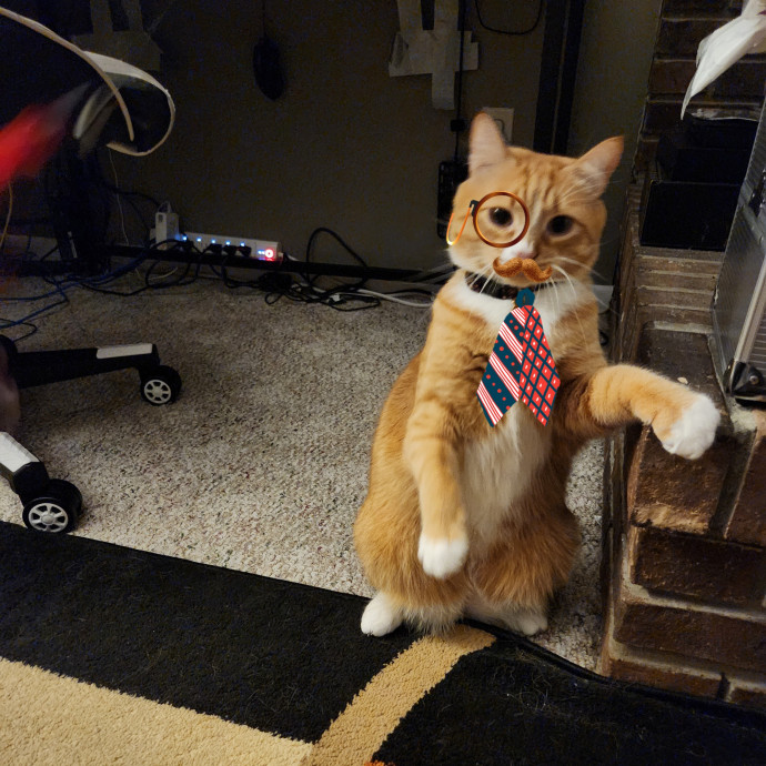 Kim's Kitty Sitting