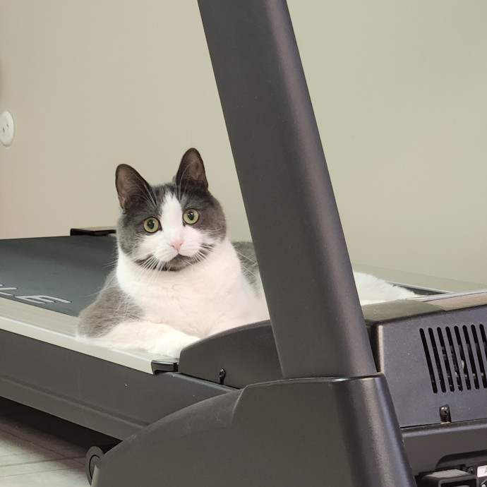 Kim's Kitty Sitting