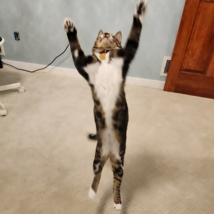 Kim's Kitty Sitting