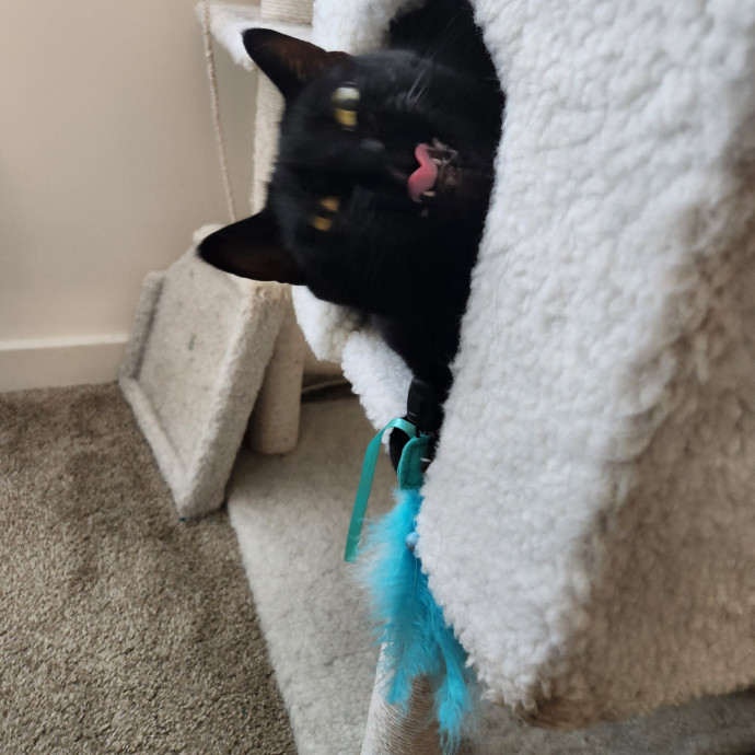 Kim's Kitty Sitting