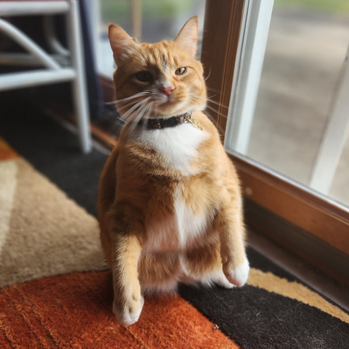 Kim's Kitty Sitting