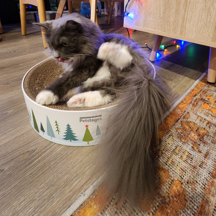 Kim's Kitty Sitting