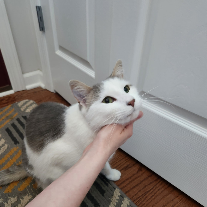 Kim's Kitty Sitting