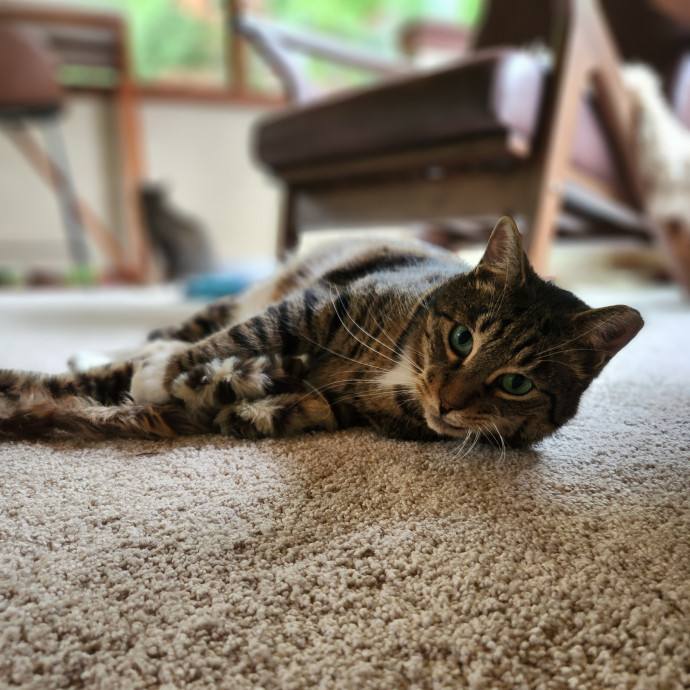 Kim's Kitty Sitting