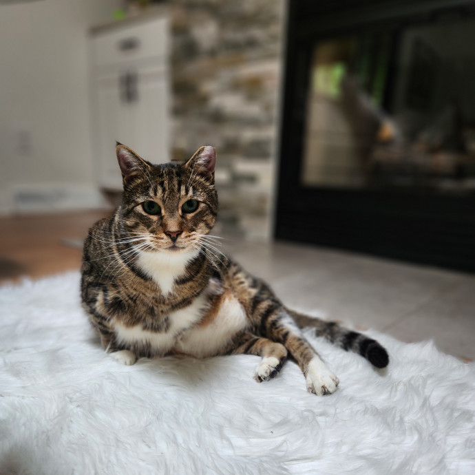 Kim's Kitty Sitting