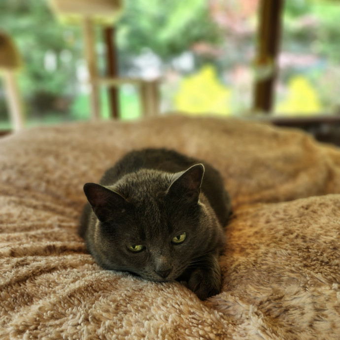 Kim's Kitty Sitting