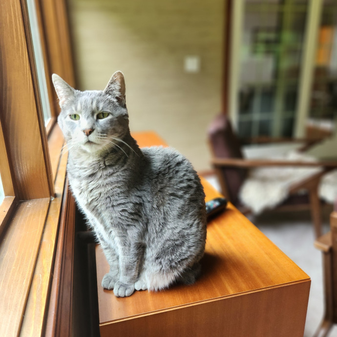 Kim's Kitty Sitting