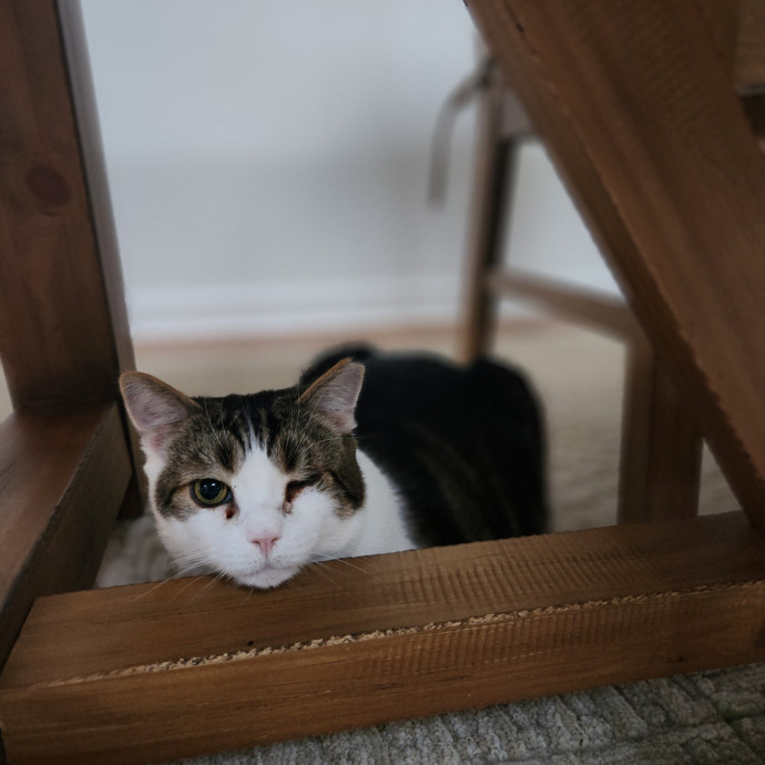 Kim's Kitty Sitting