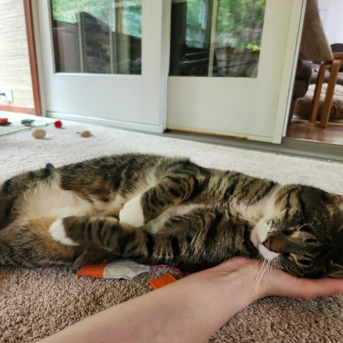 Kim's Kitty Sitting