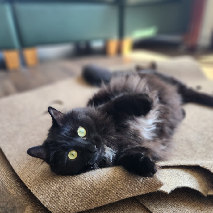 Kim's Kitty Sitting