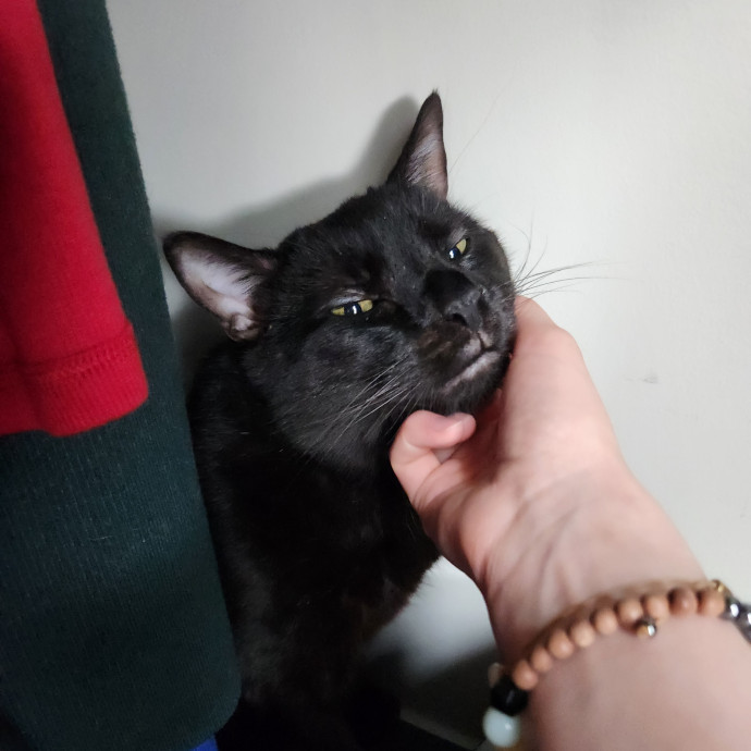 Kim's Kitty Sitting