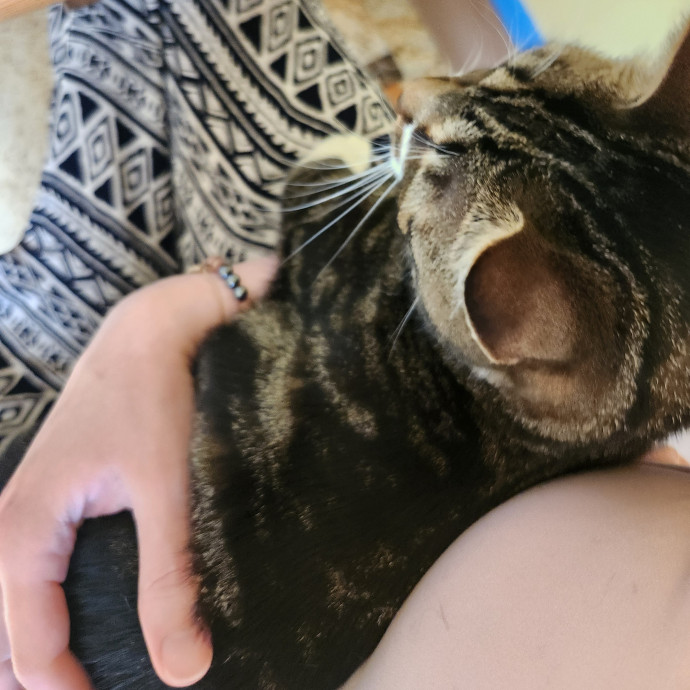 Kim's Kitty Sitting