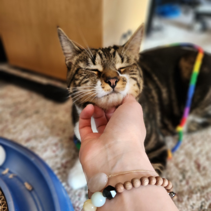 Kim's Kitty Sitting