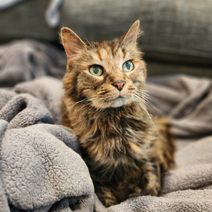 Kim's Kitty Sitting