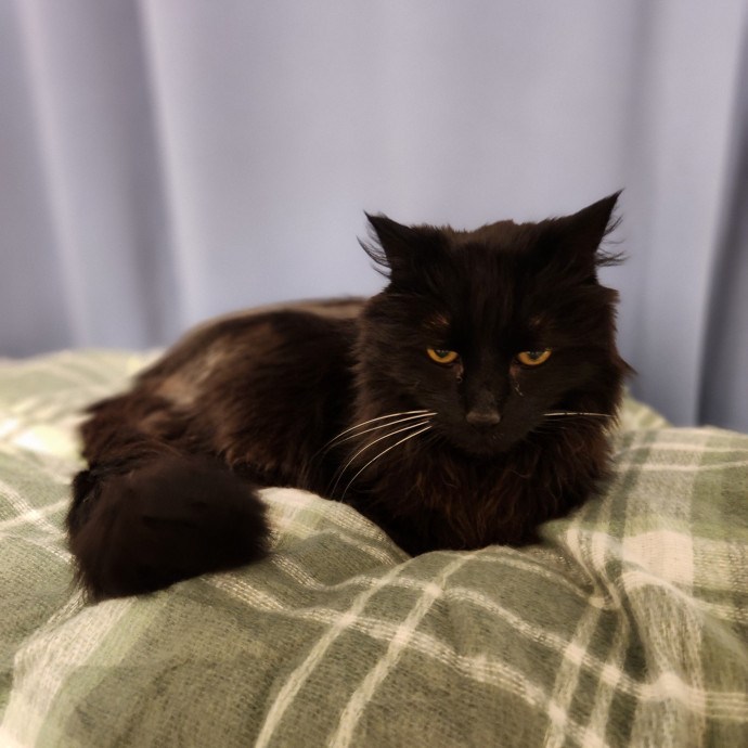 Kim's Kitty Sitting