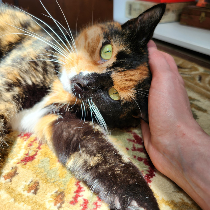 Kim's Kitty Sitting