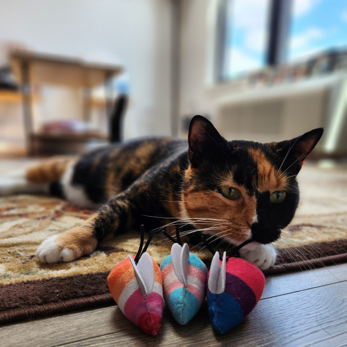 Kim's Kitty Sitting