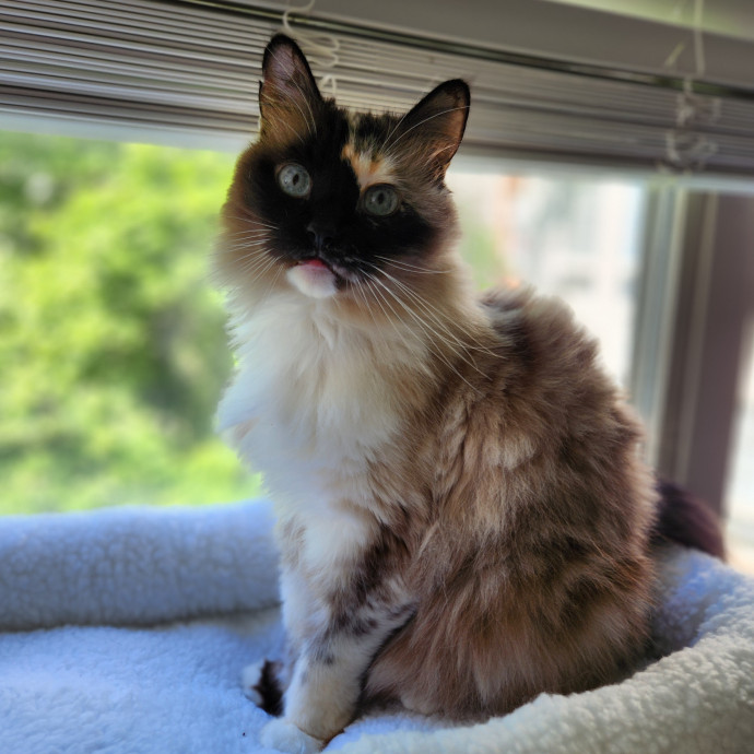 Kim's Kitty Sitting