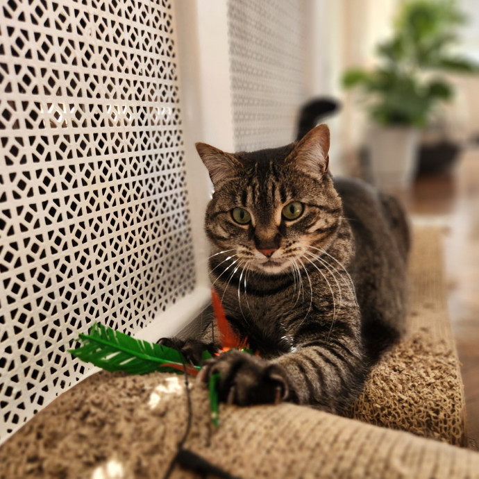 Kim's Kitty Sitting