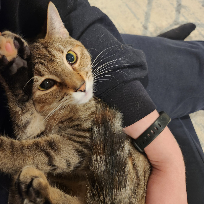 Kim's Kitty Sitting