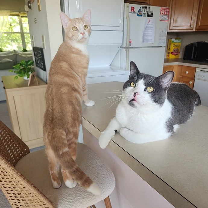 Kim's Kitty Sitting