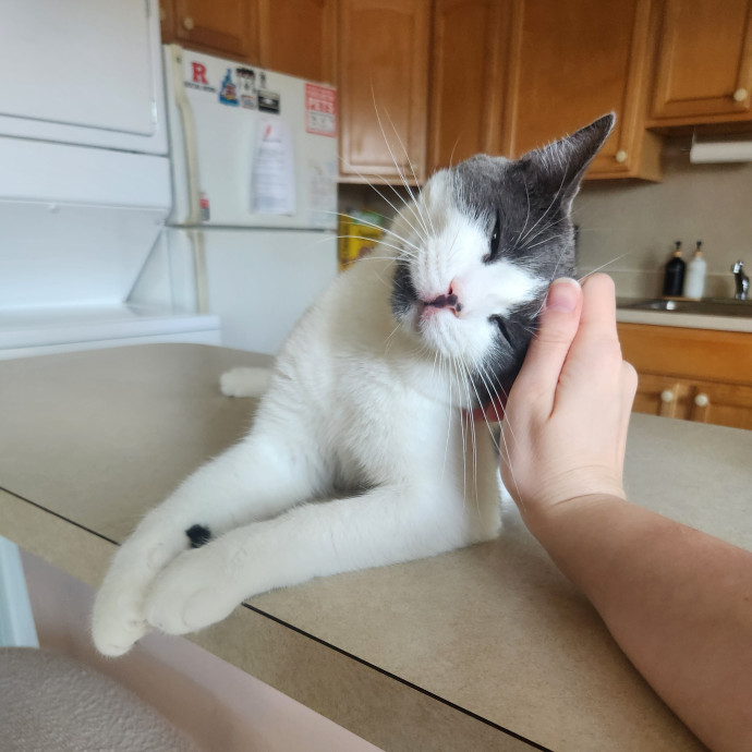 Kim's Kitty Sitting