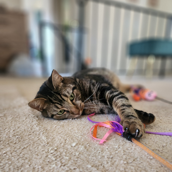 Kim's Kitty Sitting