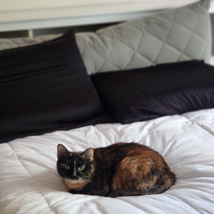 Kim's Kitty Sitting