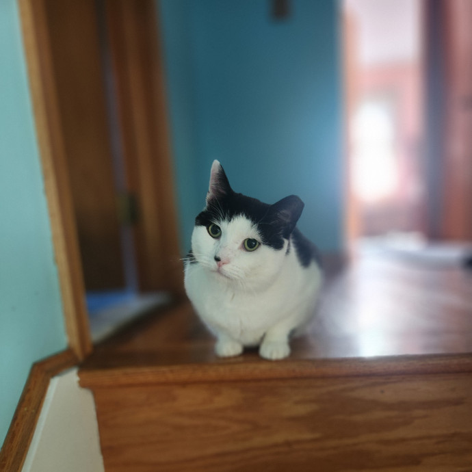 Kim's Kitty Sitting